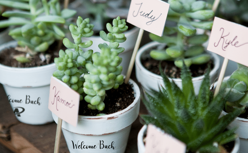 welcome-back-succulents